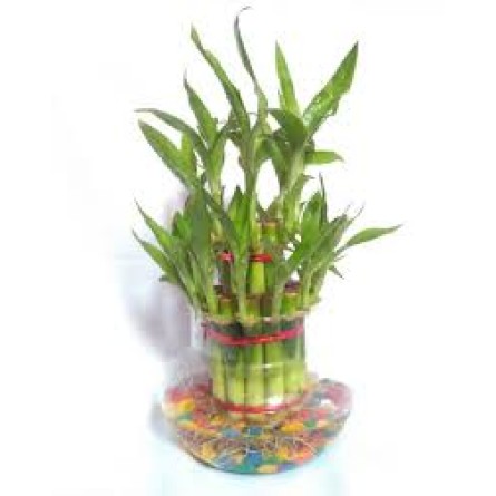 Bamboo Plant - 3 Layer